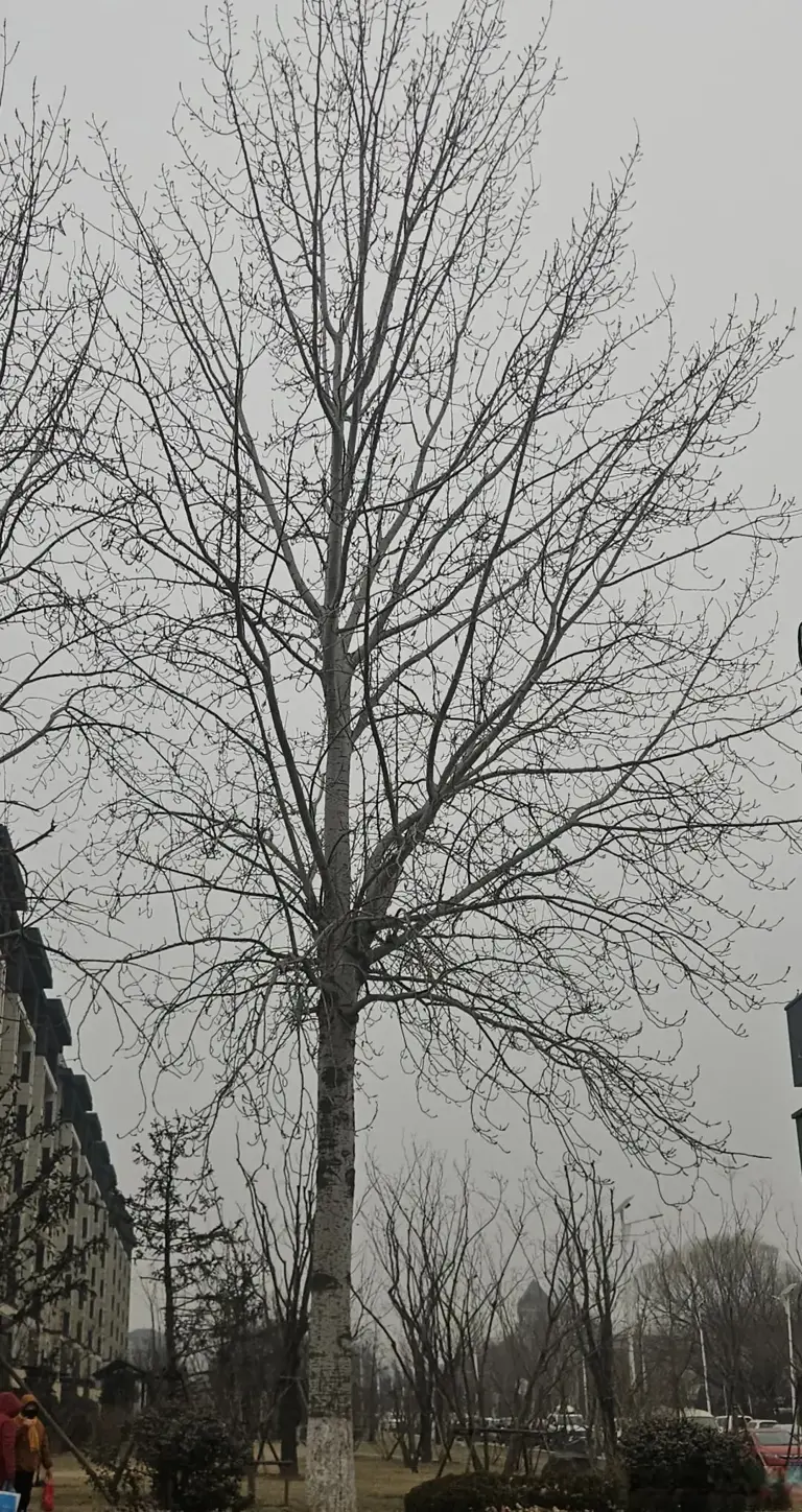 详解达芬奇树木分枝规则的神奇之处