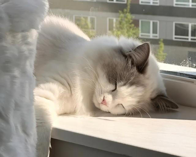 养猫后才懂，为什么养猫能治愈人心