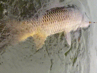 为何无数人沉迷钓鱼? 答案在等待里，读懂就放不下