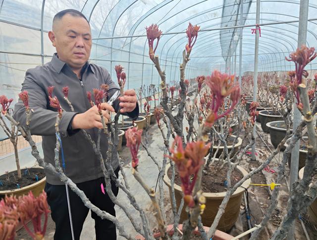 2026牡丹赛花会时间定了!