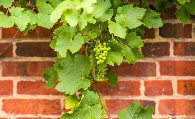 5种“枝条”别乱扔，插进花盆里，顺利长出大白根，很漂亮