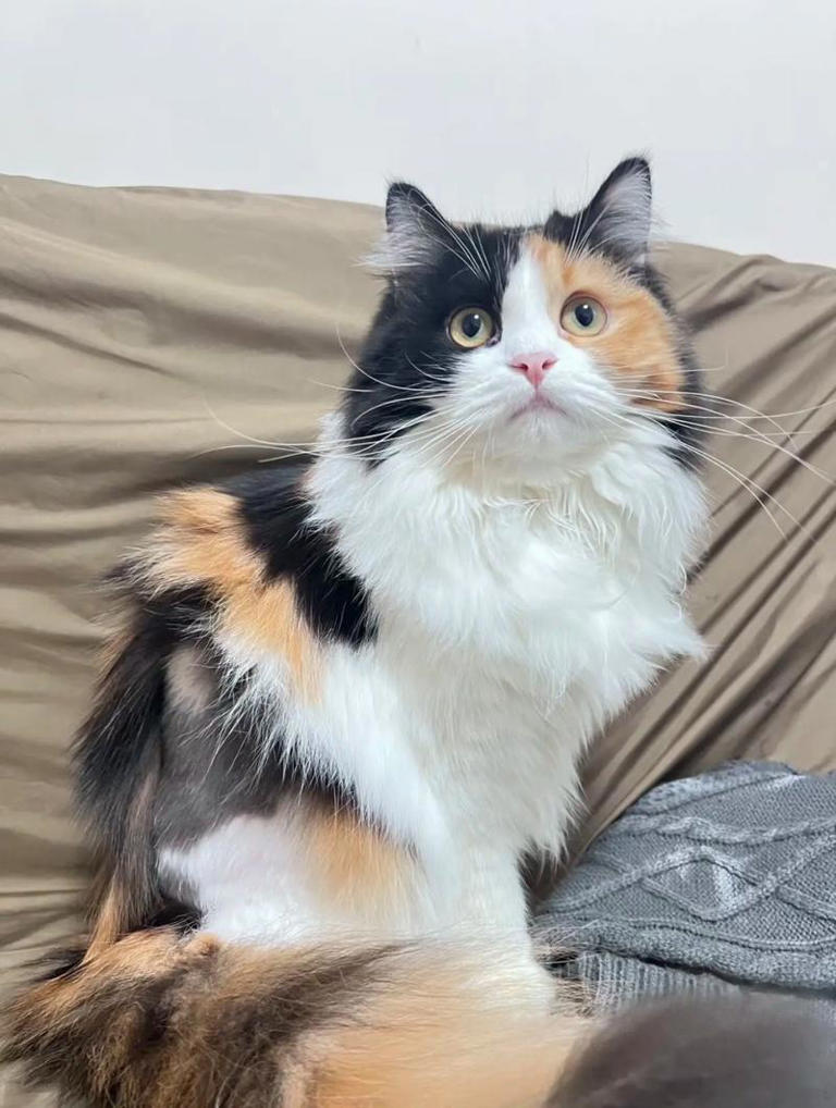 为什么三花猫几乎清一色都是母猫?