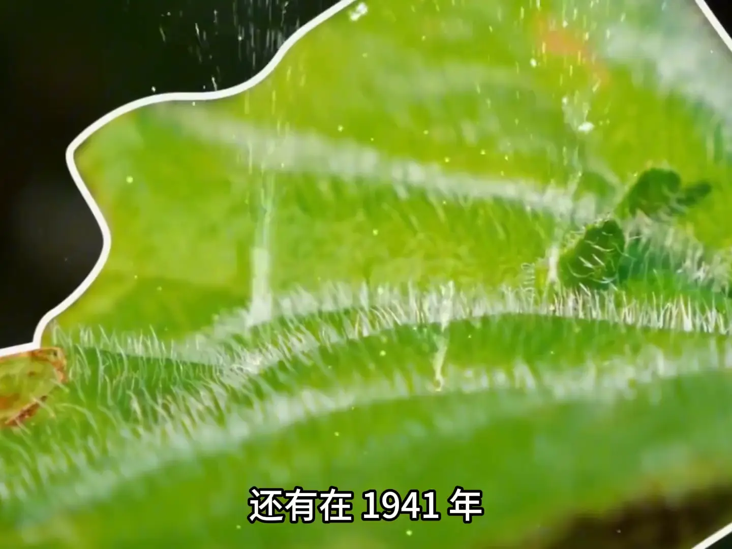 金皮树，世界上最恐怖的植物