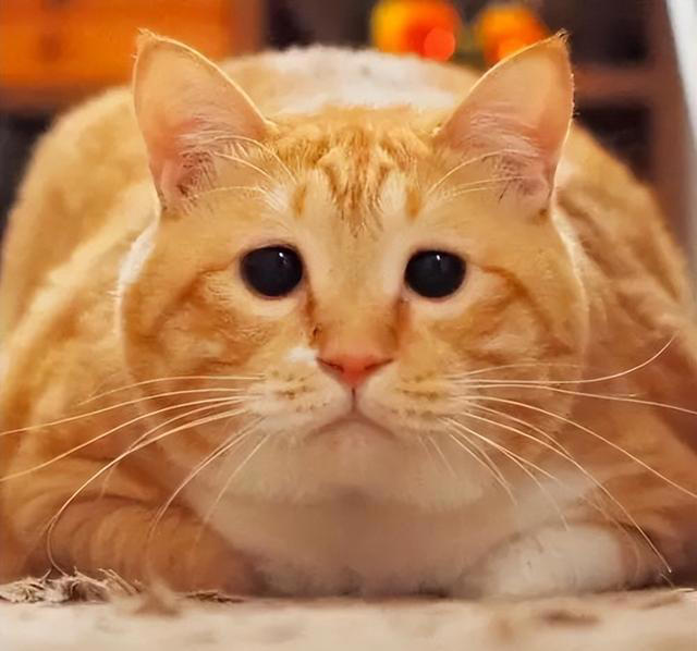 中国出名的中华田园猫，还可以分成5种不同的猫
