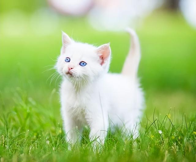 中国出名的中华田园猫，还可以分成5种不同的猫