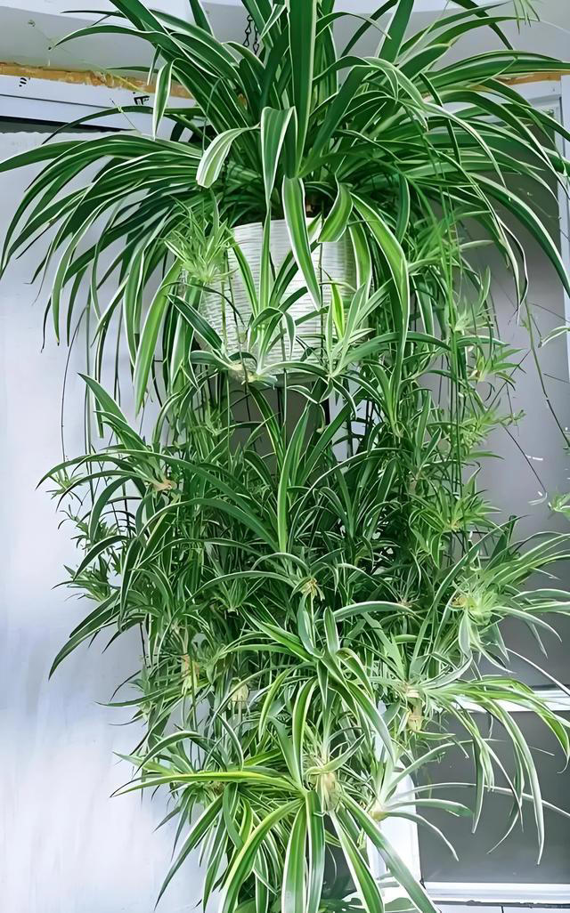 养花的尽头是吊兰，看河南老教师的“吊兰新花样”，值得推广