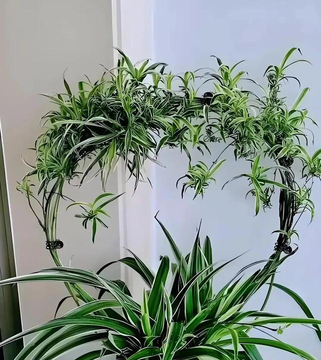养花的尽头是吊兰，看河南老教师的“吊兰新花样”，值得推广