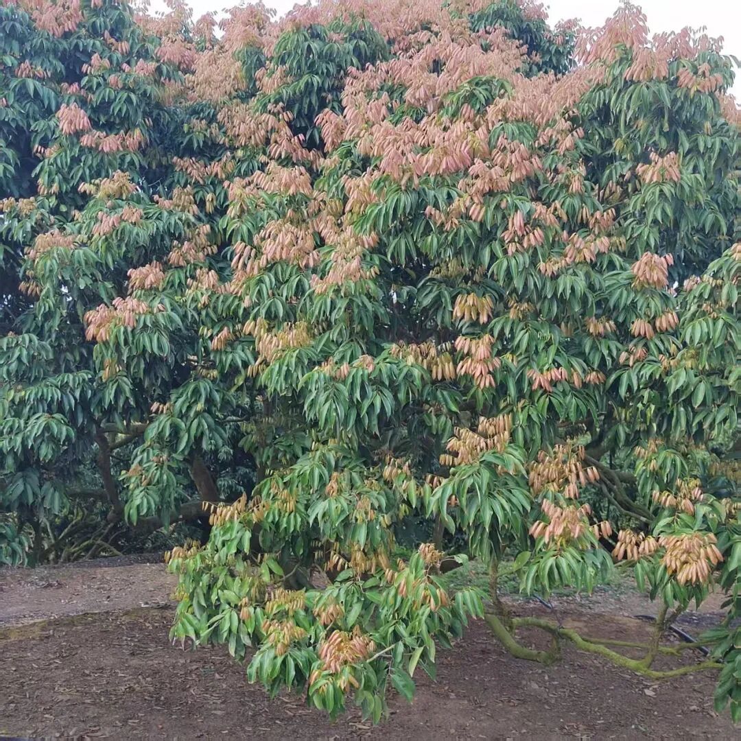 今年“荔枝自由”悬了! 大量桂味果树“见芽不见花”
