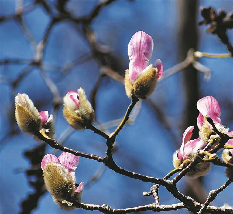 3月，它们已经悄悄地开了