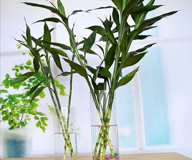 春天想要富贵竹枝繁叶茂，养分充足是“关键”，喂点补肥叶油绿