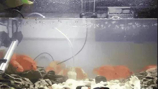 【换水不再愁】鱼缸水瞬间白浊怎么办?资深鱼友来支招!