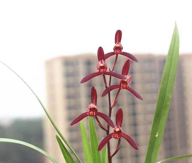 开花“很香”的建兰品种，花姿潇洒，古香古色，论颜值没输过