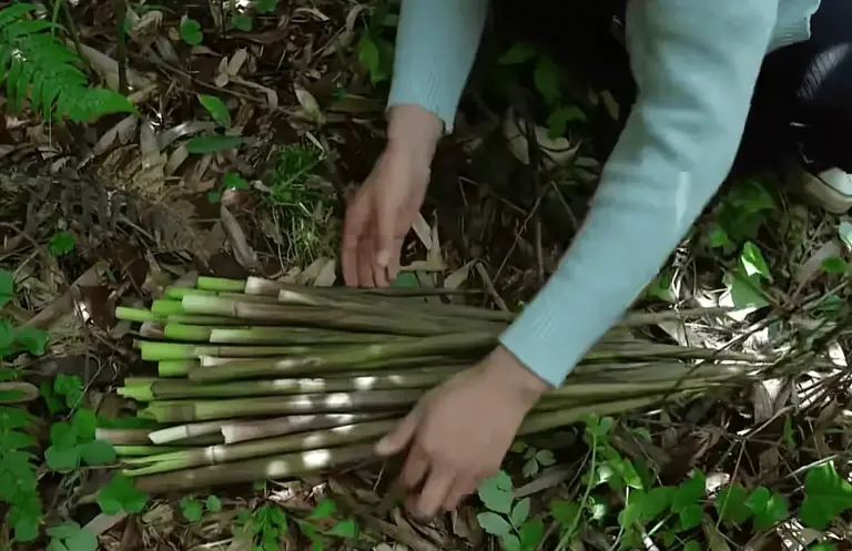 竹笋为什么只属于中国人——一场几千年的驯化史