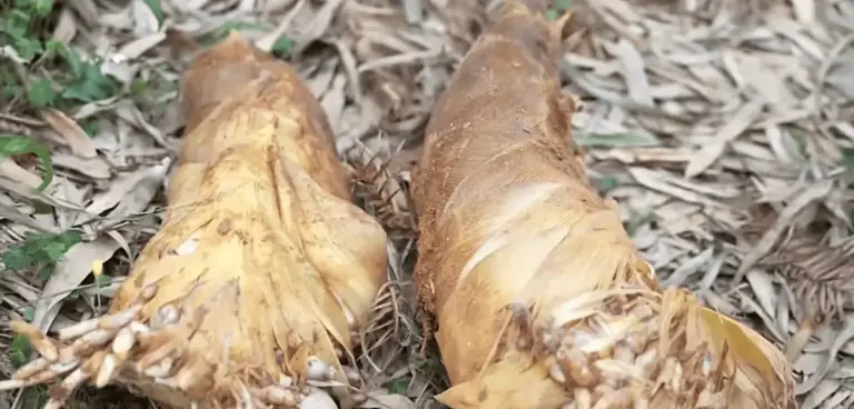 竹笋为什么只属于中国人——一场几千年的驯化史