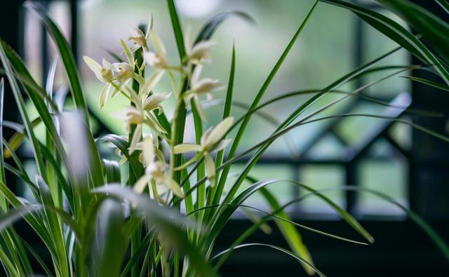 种植兰花，究竟多久施肥一次? 兰友：这样操作方便，又能壮苗促花