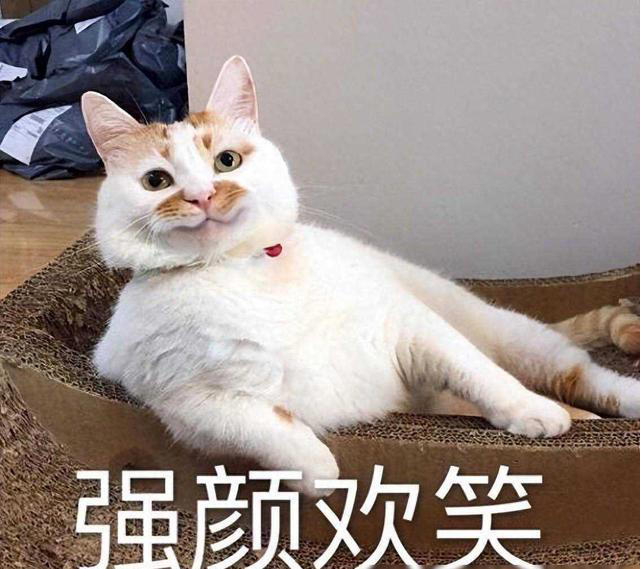 猫咪向你“翘屁股”，并非对您不敬，而是传达这些信息!