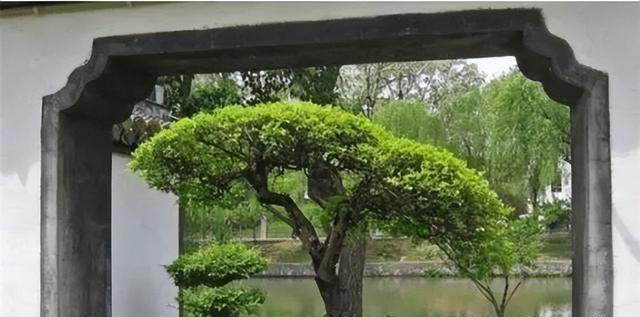 凸显雀梅盆景的“身价”