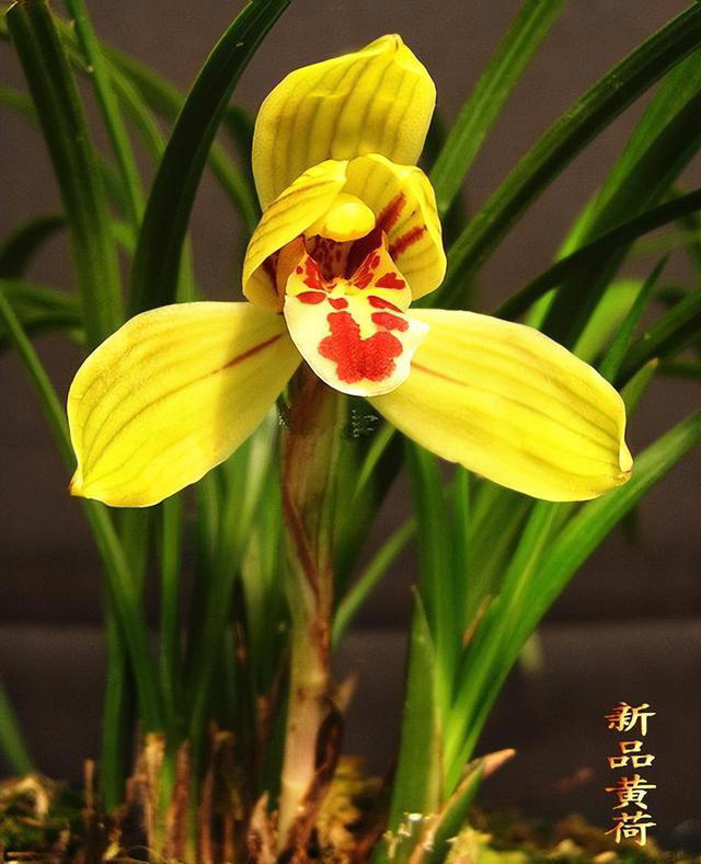 真正懂兰花的人，家里都有一盆黄荷，通体金黄，香味第一名