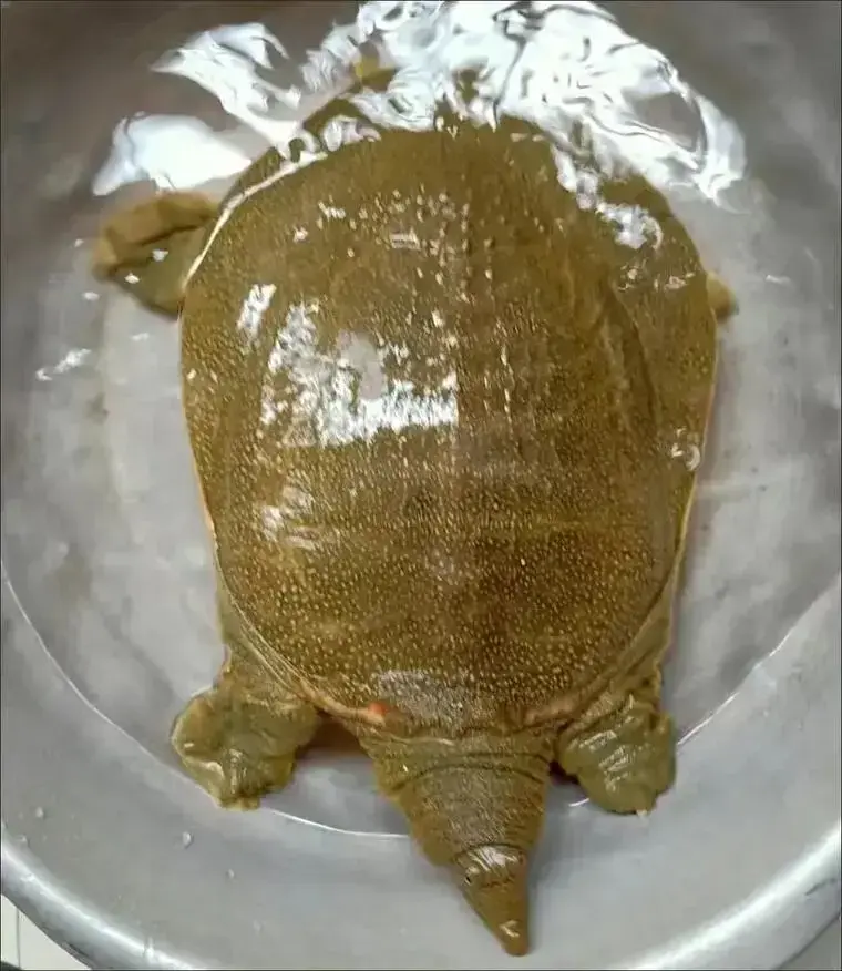 龟和鳖有啥不一样?鳖太弱，为什么没有被龟挤占生态位置?