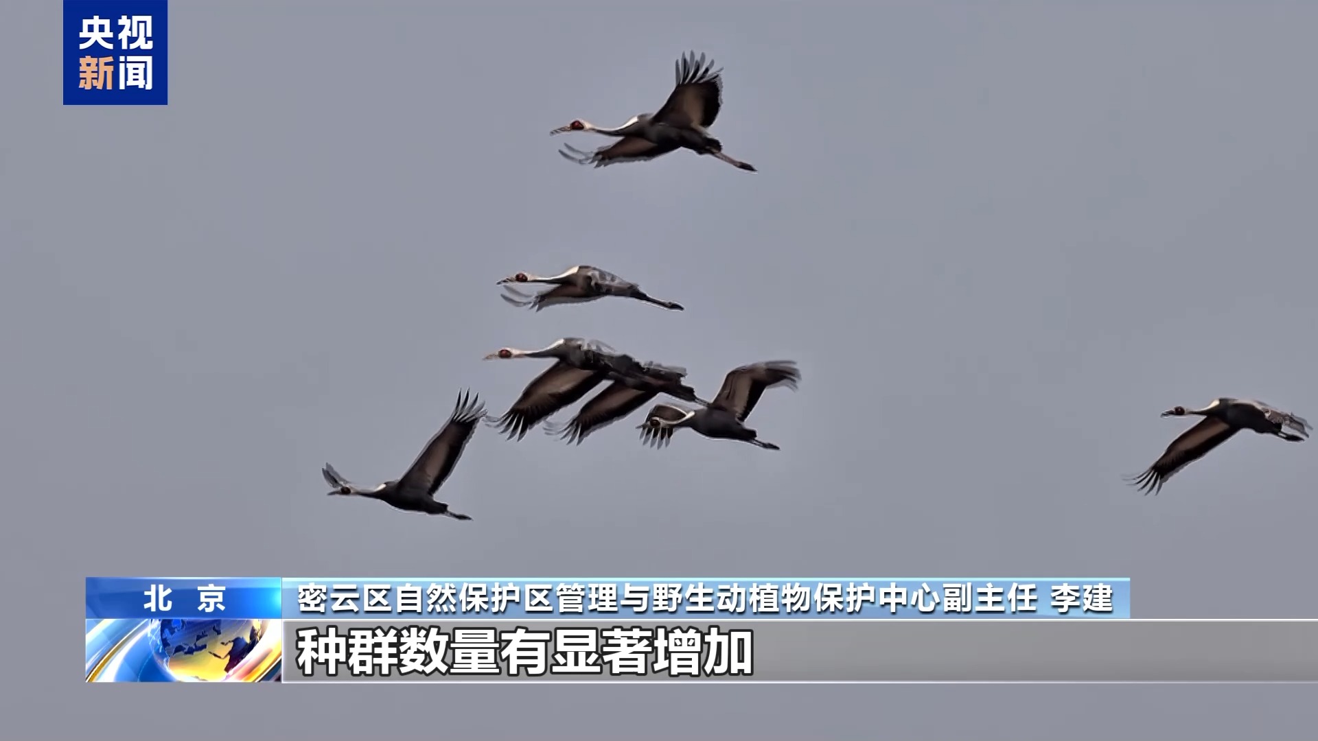 万鸟翔集、鹤舞长天!北京迎来春季候鸟迁徙高峰