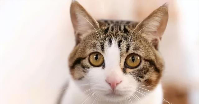 想要一只乖巧听话的猫咪，这些方法不能错过!