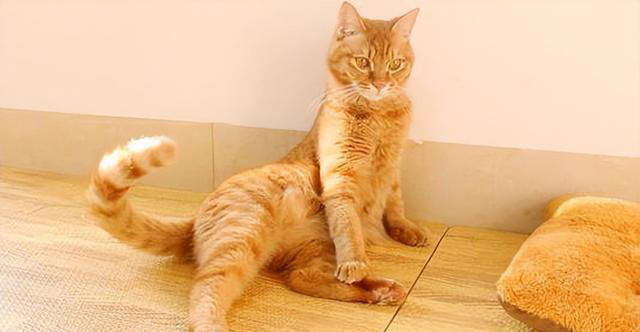 想要一只乖巧听话的猫咪，这些方法不能错过!
