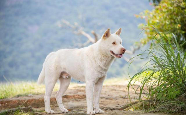 为什么越来越多的人开始喜欢中华田园犬?