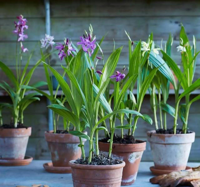 常见的地生兰的栽种要点丨小叶子有“花”招