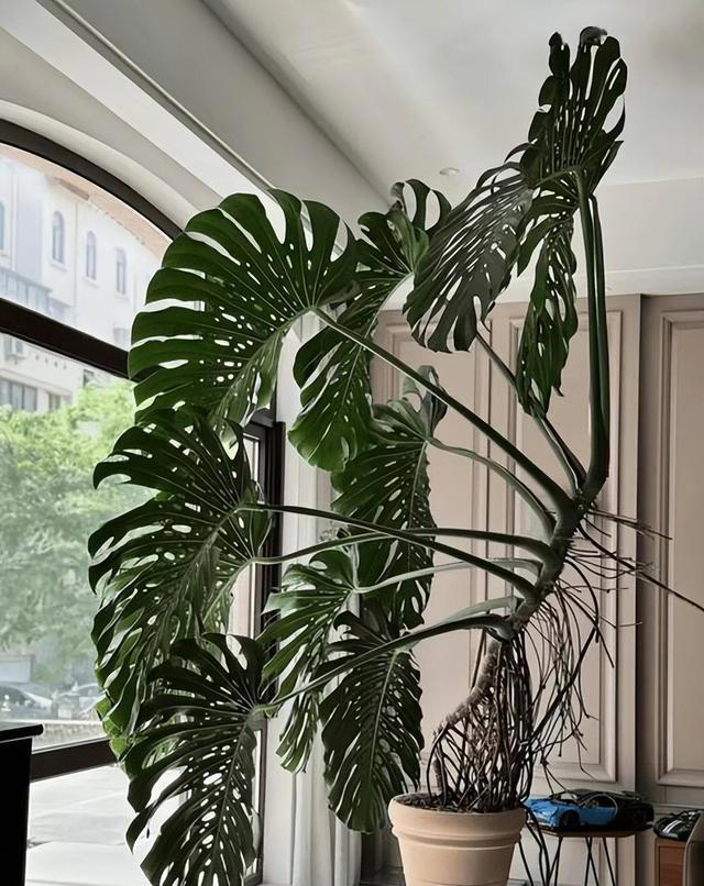 陕西养龟背竹，如何避免三大施肥误区，让绿植茁壮成长?