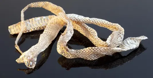 �������ɣ�Ϊ�κ��ټ�����������