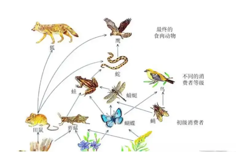 山上为什么很少能见到老死的蛇? 它们都去了哪里?