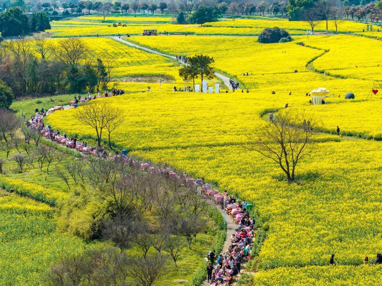 春假出发!南京高淳慢城邀您共赴金色花海，三大主题路线解锁春日慢时光