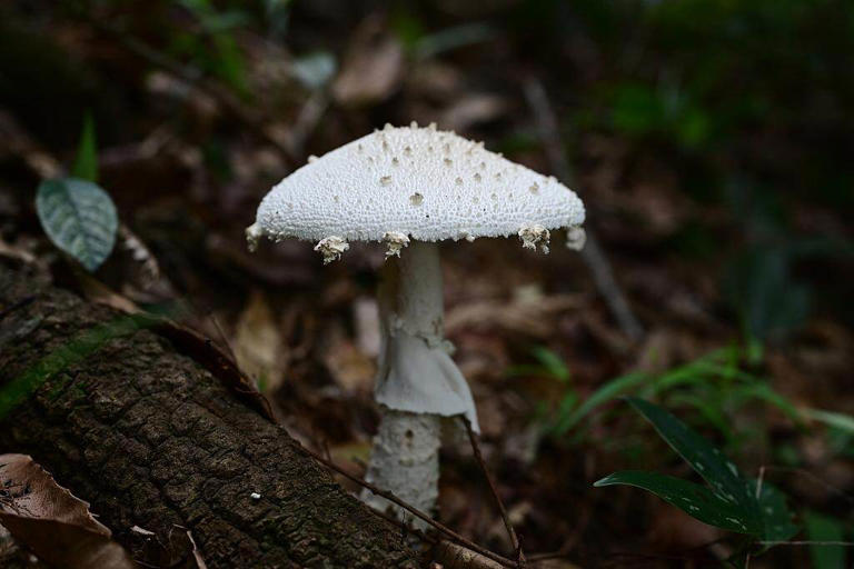 “蘑界毒王”已出现! 近期广东发生多起毒蘑菇中毒事件