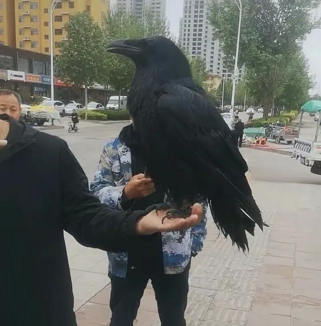 常见几种家养鸟学说话能力大比拼，养过两种以上的才算是入门玩家