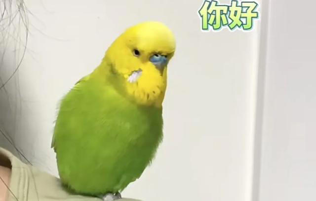 常见几种家养鸟学说话能力大比拼，养过两种以上的才算是入门玩家