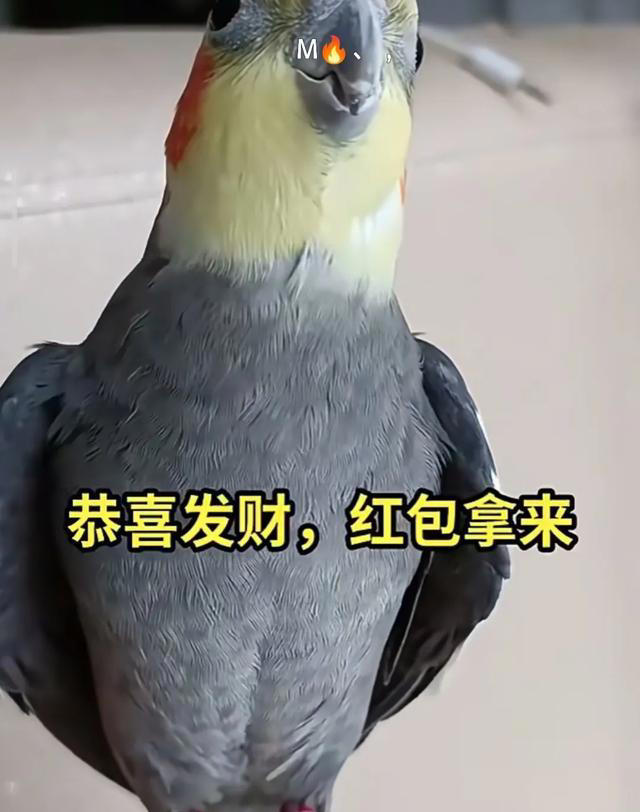 常见几种家养鸟学说话能力大比拼，养过两种以上的才算是入门玩家
