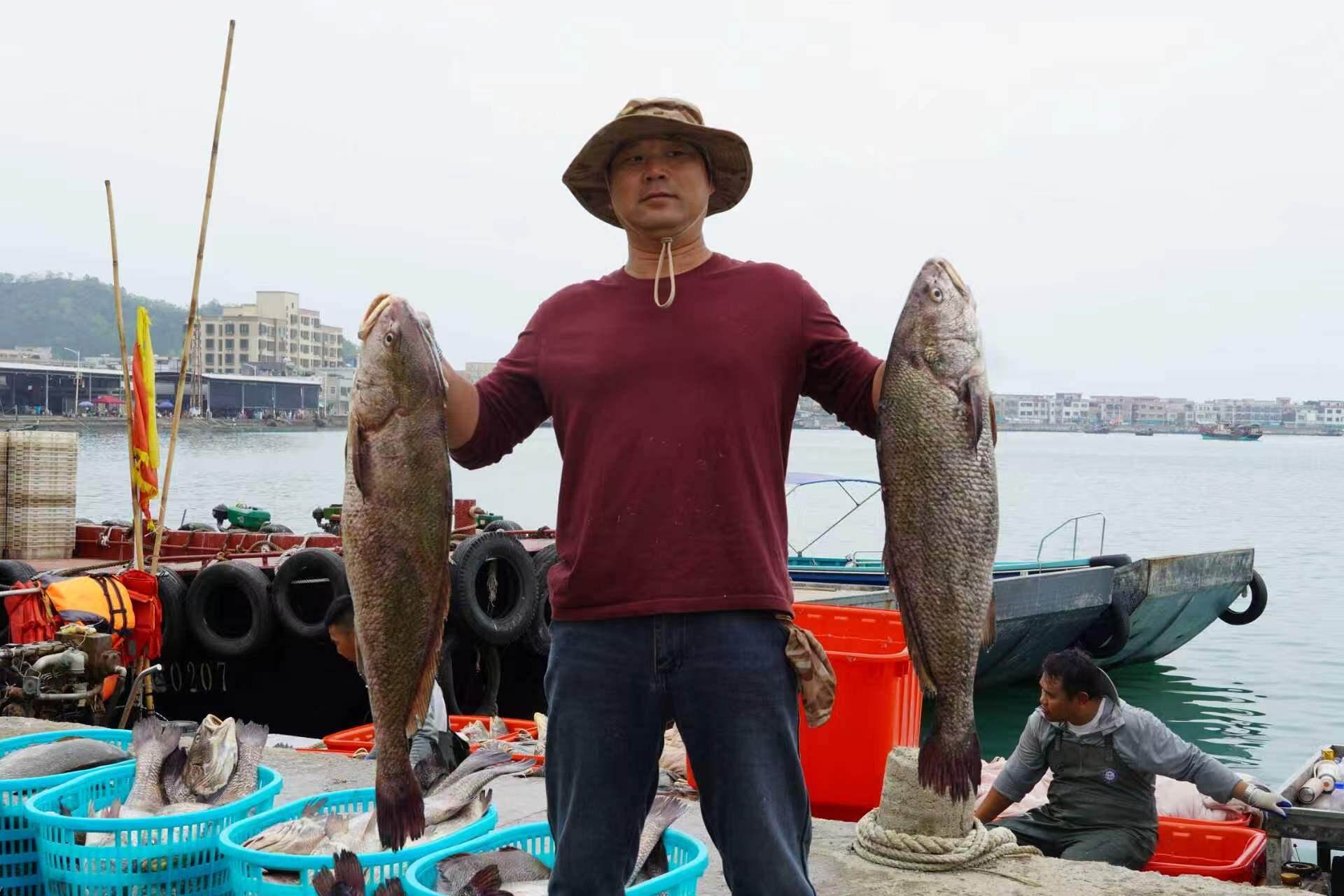 5万公斤鮸鱼出舱!汕尾海洋牧场迎丰收