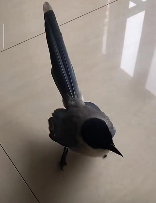常见几种家养鸟学说话能力大比拼，养过两种以上的才算是入门玩家