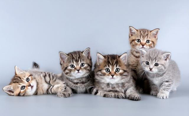 人类对猫无可奈何的萌：五个让人欲罢不能的理由