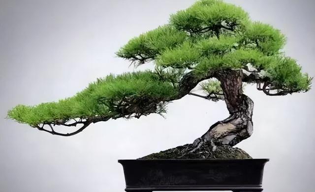 山松盆景日常养护做好这几点，枝繁叶绿
