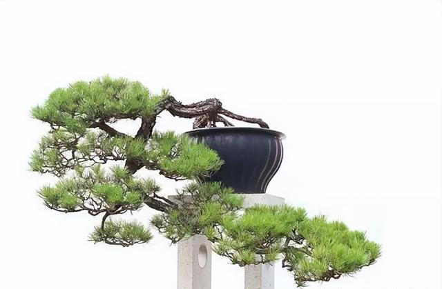 山松盆景日常养护做好这几点，枝繁叶绿