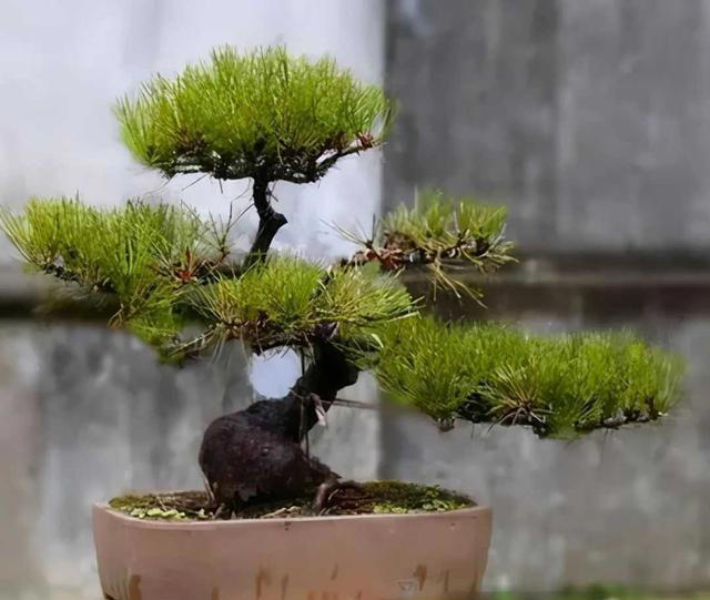 盆栽的黑松，做成“盆景”后，该如何养护?