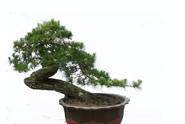 山松盆景日常养护做好这几点，枝繁叶绿