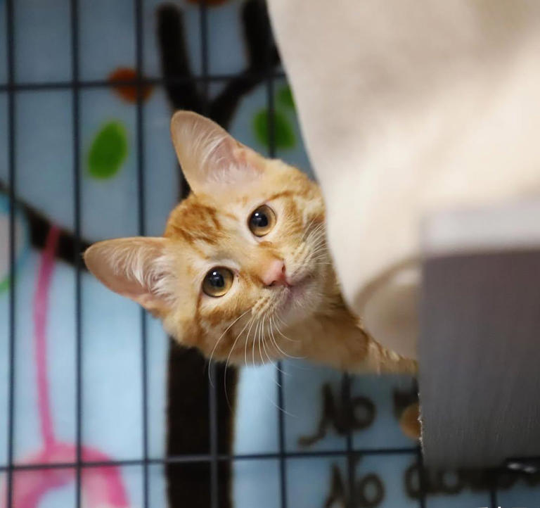 你家猫咪可能比你更享受独处!只养一只猫的那些好处