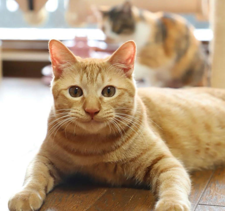 你家猫咪可能比你更享受独处!只养一只猫的那些好处