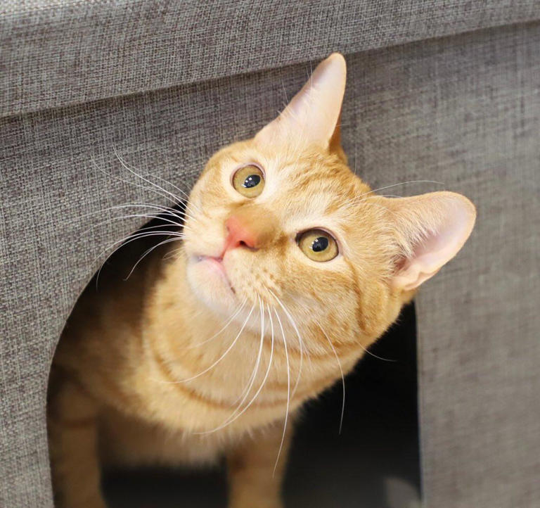 你家猫咪可能比你更享受独处!只养一只猫的那些好处