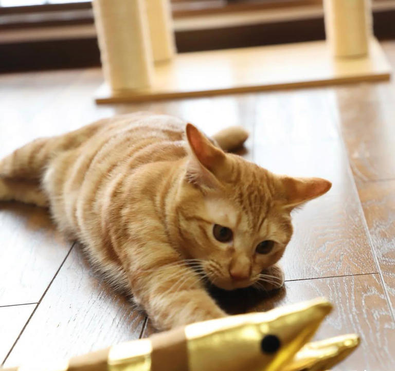 你家猫咪可能比你更享受独处!只养一只猫的那些好处