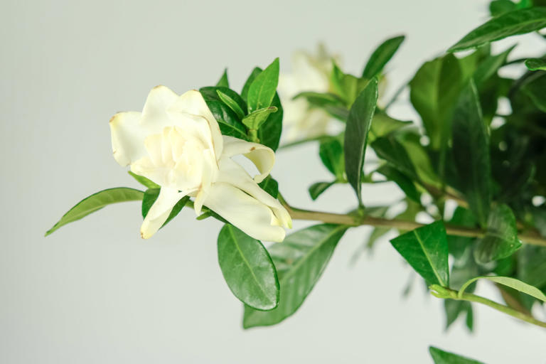 栀子花冬天落叶吗，栀子花图片