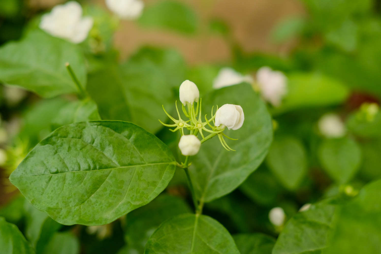 茉莉花种子的种植方法和时间