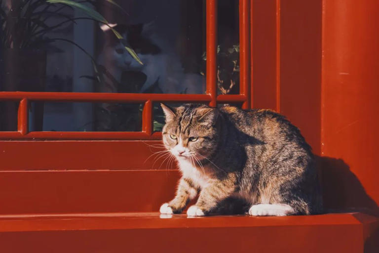 花700多年画出一条线，用中式色彩惊艳世界